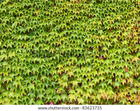 green climbing plant