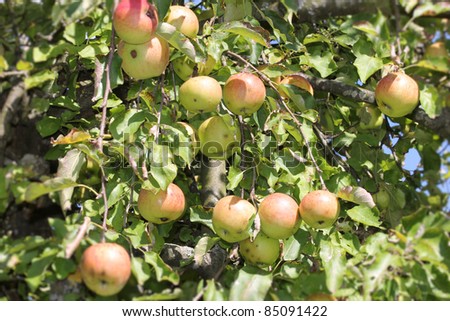 bio apple-tree