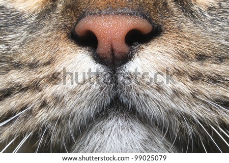 cat nose