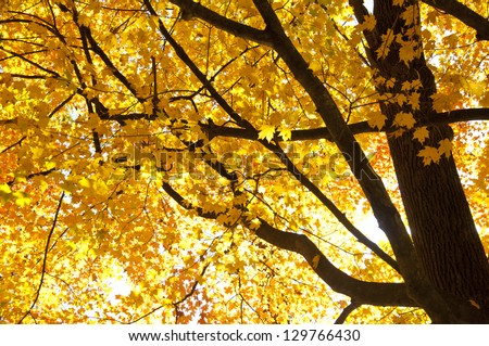 Sun shines through orange fall leaves.