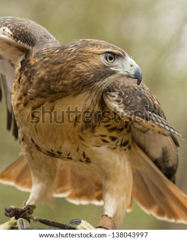 A red tailed hawk spreads his wings ready to fly.