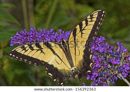 An Eastern Tiger Swallowtail Butterfly sits on a Butterfly Bush.