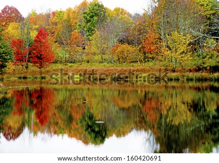 Fall leaves surround a clear blue pond with water reflections.