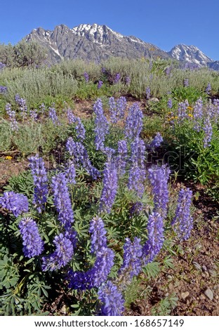 Purple Lupine bloom beneath snow capped mountains.