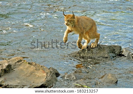 Adult Lynx jumping rocks in the river.