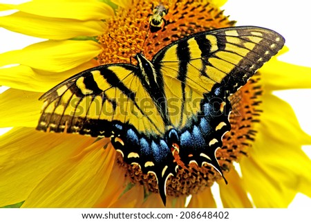 Eastern Tiger Swallowtail Butterfly and bee feed on a sunflower.