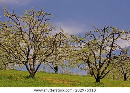 Apple orchard in bloom against a clear blue sky.