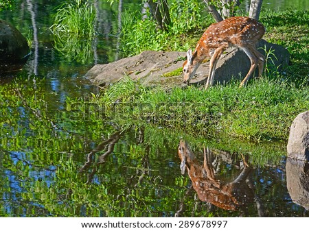 One little White-tailed Deer fawn showing his reflections in water.