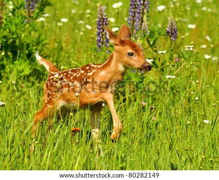 White-tailed deer fawn in field of flowers -