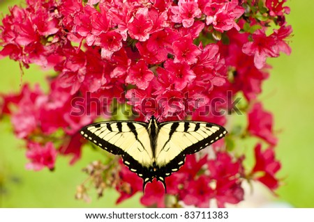 Eastern Tiger Swallowtail butterfly on azaleas