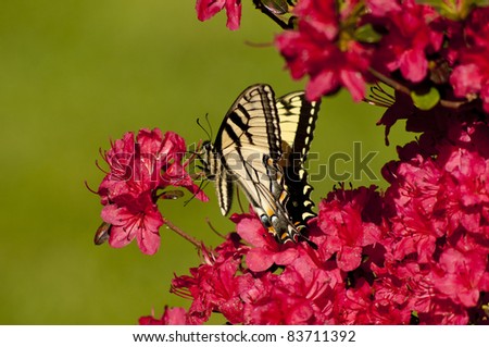Eastern Tiger Swallowtail Butterfly on azalea flowers