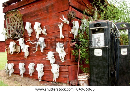 Rustic gas pump antique beside red shed covered with animal skulls