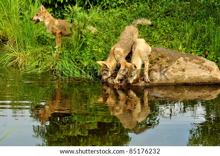 Three young wolf pups, captive