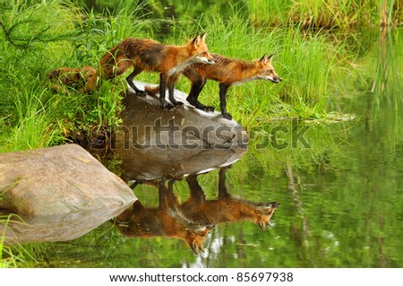 Two red foxes seen in water reflections (captive)