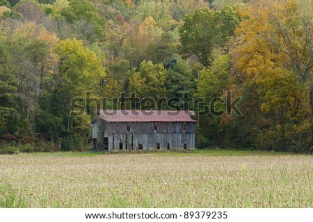 Old tobacco barn at edge of corn field
