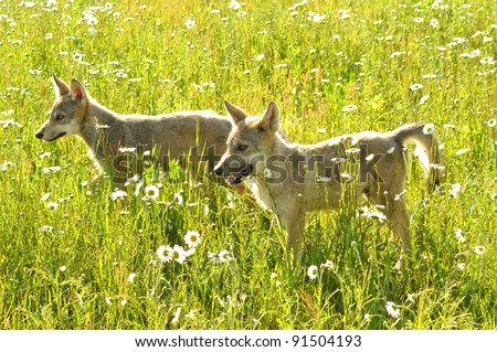 Two arctic wolf pup in a field of flowers back lit by the sun.
