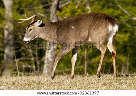 Dominant male white tailed deer in rutting season