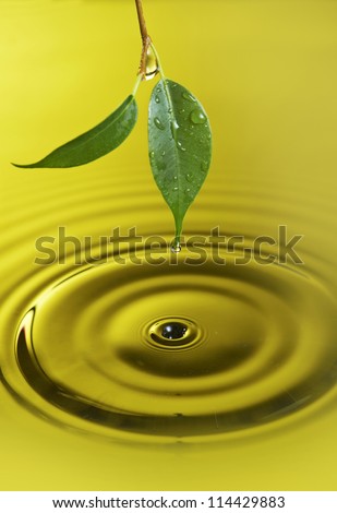 Water droplet falling from a green leaf is creating circles