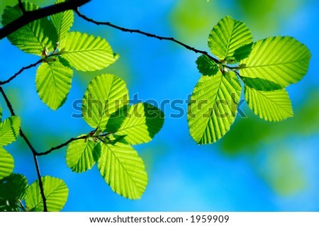Bright green leafs of young birch with clear blue sky
