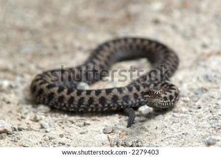 Poisonous Viper Snake Stock Photo 2279403 : Shutterstoc