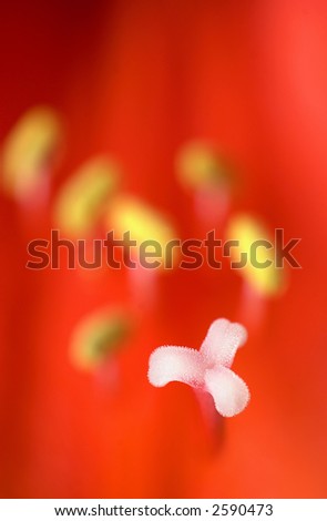 Detail of flower blossom