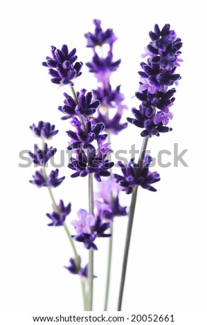 Lavender Flower Picture on Detail Of Lavender Flower Stock Photo 20052661   Shutterstock