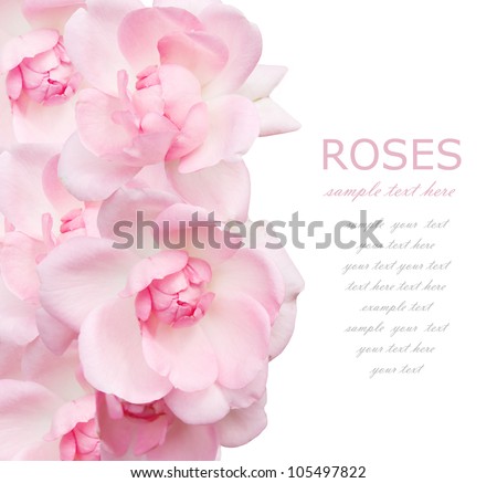 Wedding pink roses background isolated on white with sample text
