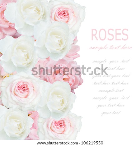 Wedding background with pink and white roses isolated on white with sample text