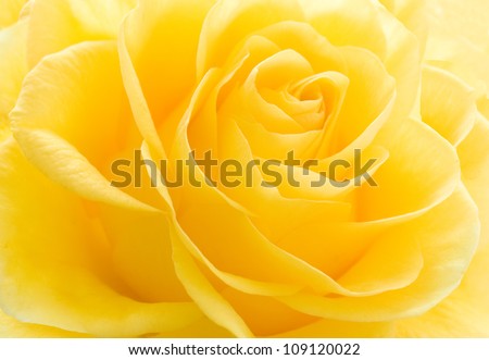 Yellow rose macro