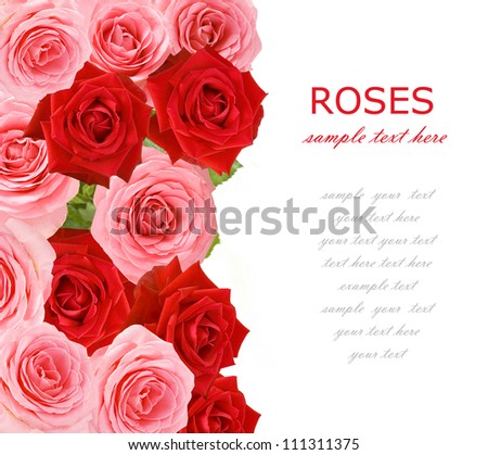 Pink and red roses background isolated on white with sample text