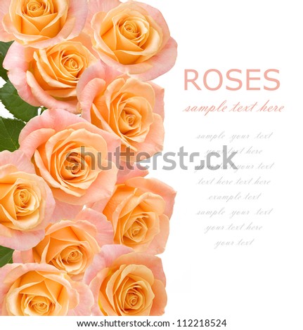 Wedding tea roses background isolated on white with sample text