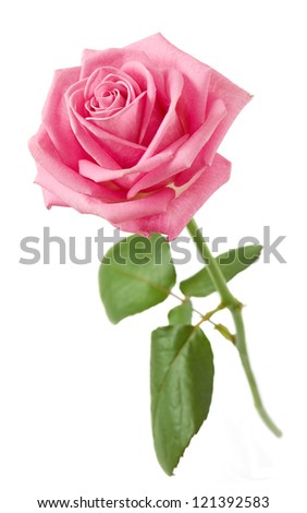 Pink rose closeup with stem and leaves isolated on white background