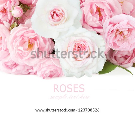 Pink and white roses background isolated on white with sample text