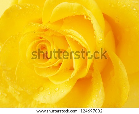 Yellow rose with water drops. Macro