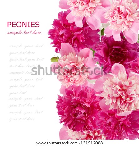 Peonies background. Peonies bunch isolated on white with sample text