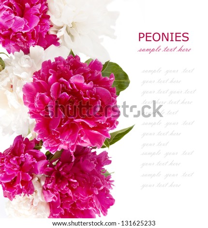 Peonies background (peony bunch isolated on white background)