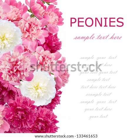 Peony flowers background isolated on white with sample text