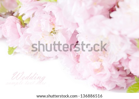 Wedding background (pink flowers isolated on white with sample text)