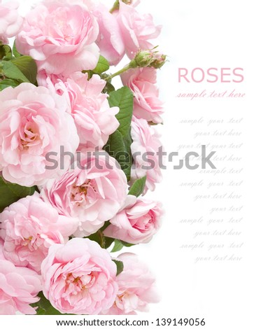 Tea roses background isolated on white with sample text