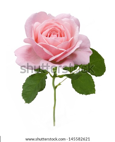 Pink rose closeup isolated on white background Pink rose closeup isolated on white background