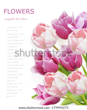 Tulips bunch isolated on white background