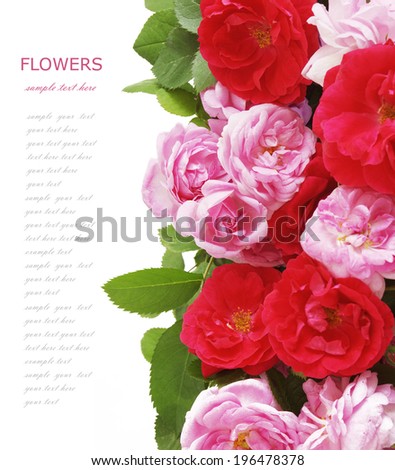 Roses background isolated on white background with sample text