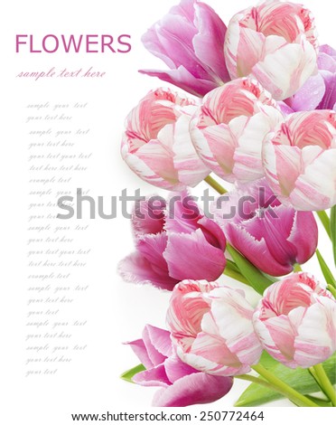 Tulips bunch isolated on white background