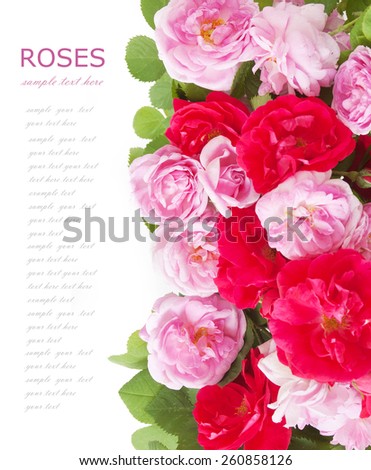 Red and pink roses bunch isolated on white background with sample text