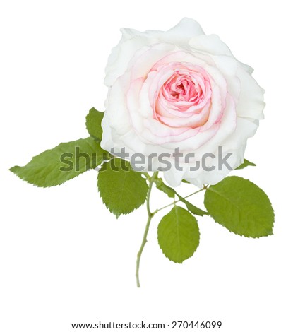 White rose closeup isolated on white background