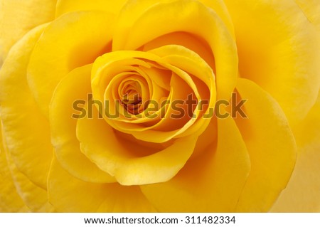 Beautiful yellow rose closeup