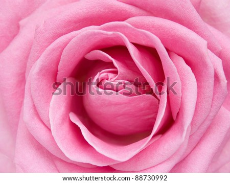 Beautiful pink rose closeup