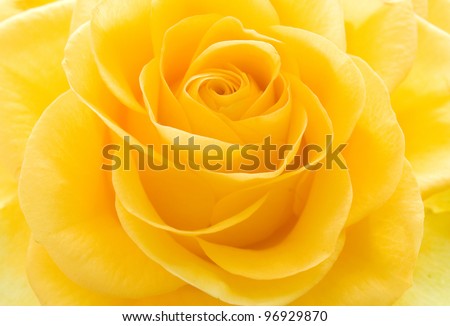 Beautiful yellow rose closeup