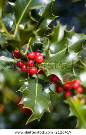 Red berries from a holly tree