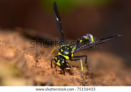 Wasps in Black and yellow color.